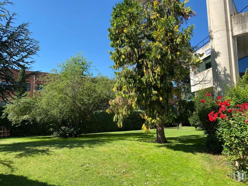 Oficina en alquiler y venta en Edificio Ecu, Calle Pollensa, 6, Las Rozas de Madrid, Madrid, 28230 con planta, cielo, hoja, edificio, árbol, lote de terreno, sombra, hierba, ventana y paisaje natural alrededor