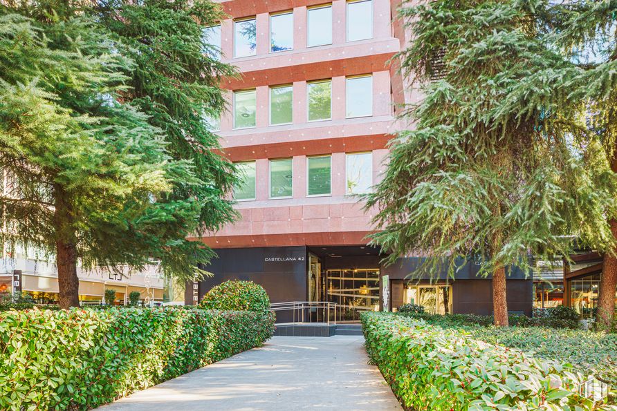 Office for rent at Paseo Castellana, 42, Salamanca, Madrid, 28046 with building, plant, property, green, tree, architecture, grass, urban design, public space and leisure around