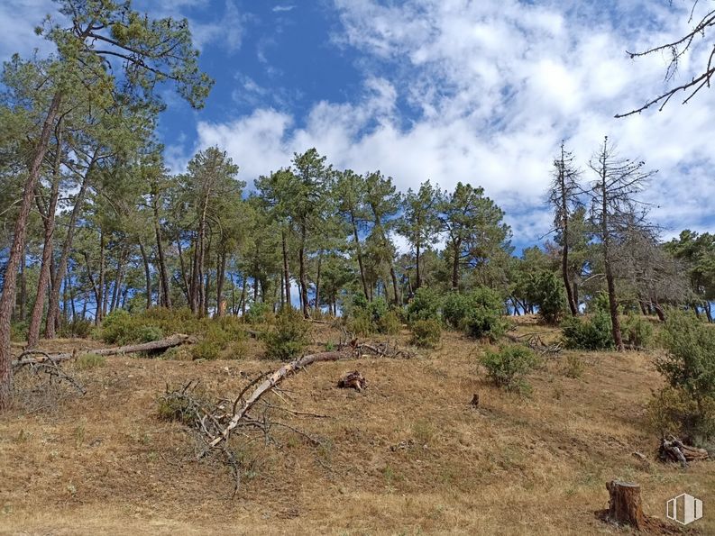 Land for sale at Zona Santa María de la Alameda, Santa María de la Alameda, Madrid, 28296 with cloud, plant, sky, natural landscape, tree, trunk, terrestrial plant, bedrock, landscape and grass around