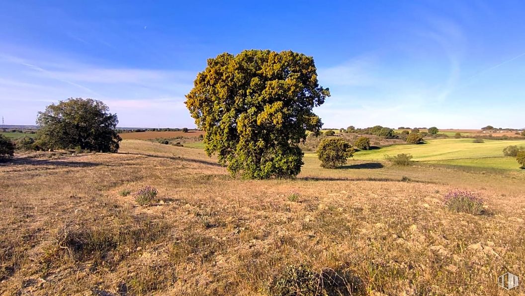 Suelo en venta en Zona La Cortanilla, Villamantilla, Madrid, 28610 con cielo, planta, nube, naturaleza, paisaje natural, árbol, hierba, agricultura, pradera y llano alrededor