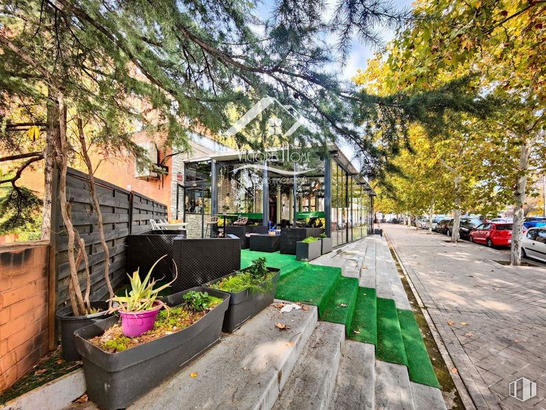 Local en alquiler y venta en Zona Portazgo, Puente de Vallecas, Madrid, 28038 con planta de interior, maceta, planta, sombra, coche grande, aparcamiento, coche subcompacto, vehículo utilitario deportivo, restaurante y coche ejecutivo alrededor