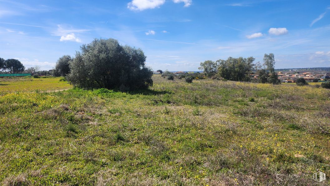 Land for sale at Zona Mirador de Fuente Romero, Hormigos, Toledo, 45919 with sky, cloud, plant, natural landscape, tree, landscape, groundcover, plain, grassland and grass around