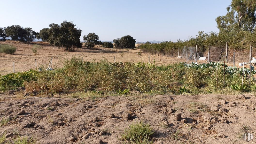 Land for sale at Zona Escalona, Escalona, Toledo, 45910 with plant, sky, natural landscape, land lot, tree, grass, groundcover, grassland, geological phenomenon and landscape around