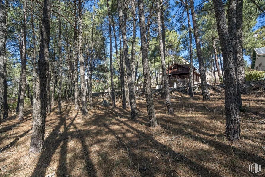 Land for sale at Calle Pino, Las Navas del Marqués, Ávila, 05239 with plant, natural landscape, sky, wood, tree, trunk, thoroughfare, grass, road and landscape around