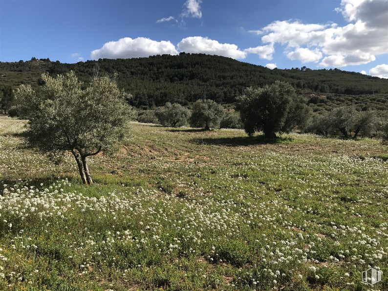 Land for sale at Finca Valdeapa, Chiloeches, Guadalajara, 19160 with flower, cloud, sky, plant, plant community, nature, natural landscape, mountain, grass and land lot around