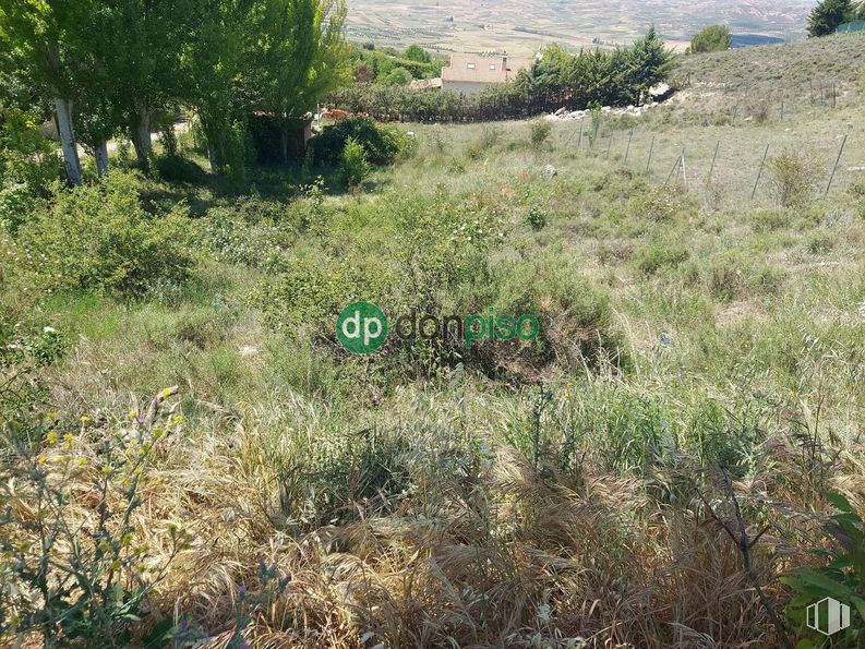 Land for sale at Urbanización mirador del Cid, Trijueque, Guadalajara, 19192 with plant, natural landscape, tree, shrub, groundcover, grass, grassland, landscape, meadow and herbaceous plant around