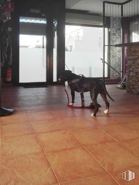 Local en venta en Avenida de la Ilustración, 106, Velilla de San Antonio, Madrid, 28891 con animal, perro, ventana, madera, edificio, suelo, carnívoro, animal de trabajo, piso y hígado alrededor