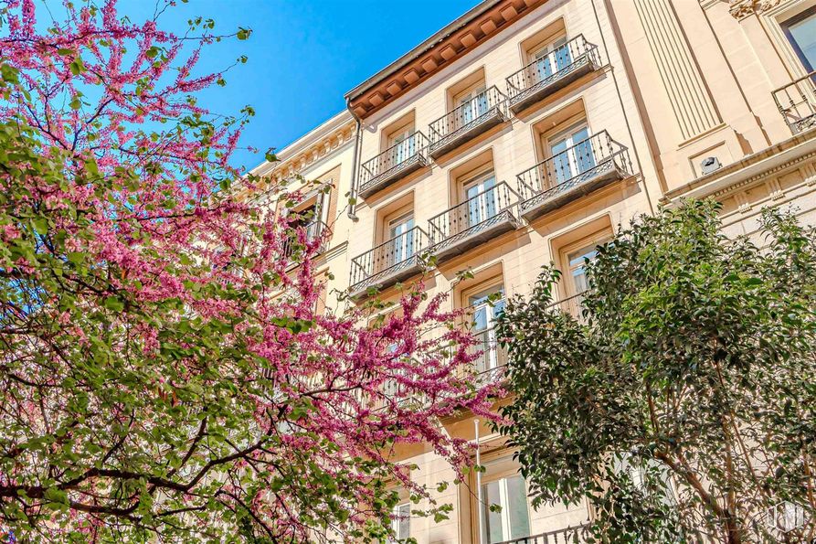 Oficina en alquiler en Calle Santa Catalina, 4, Centro, Madrid, 28014 con ventana, flor, edificio, cielo, durante el día, hoja, rama, ramita, rosa y pétalo alrededor