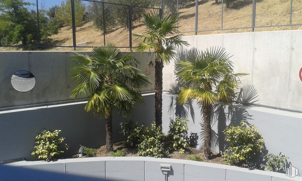 Local en alquiler en Calle María Guerrero, 34, Las Rozas de Madrid, Madrid, 28230 con planta, durante el día, árbol, edificio, vegetación, arecales, diseño urbano, pared, condominio y planta leñosa alrededor