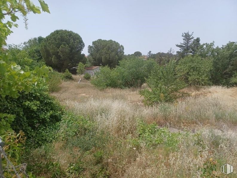 Suelo en venta en Calle Madrid, Ribatejada, Madrid, 28815 con planta, cielo, paisaje natural, árbol, arbusto, paisaje, cubierta vegetal, pastizal, prado y hierba alrededor