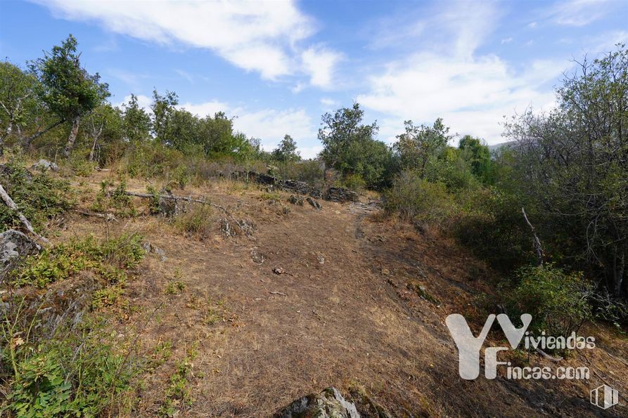 Land for sale at Polígono 9, Parcela 19, Campillo de Ranas, Guadalajara, 19223 with cloud, sky, plant, natural landscape, tree, land lot, landscape, grass, shrub and road around