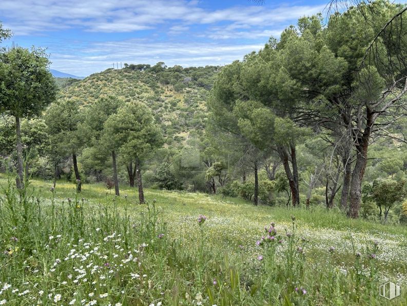 Suelo en venta en Calle Encina, Navas del Rey, Madrid, 28695 con nube, planta, cielo, comunidad vegetal, flor, árbol, paisaje natural, lote de terreno, montaña y arbusto alrededor