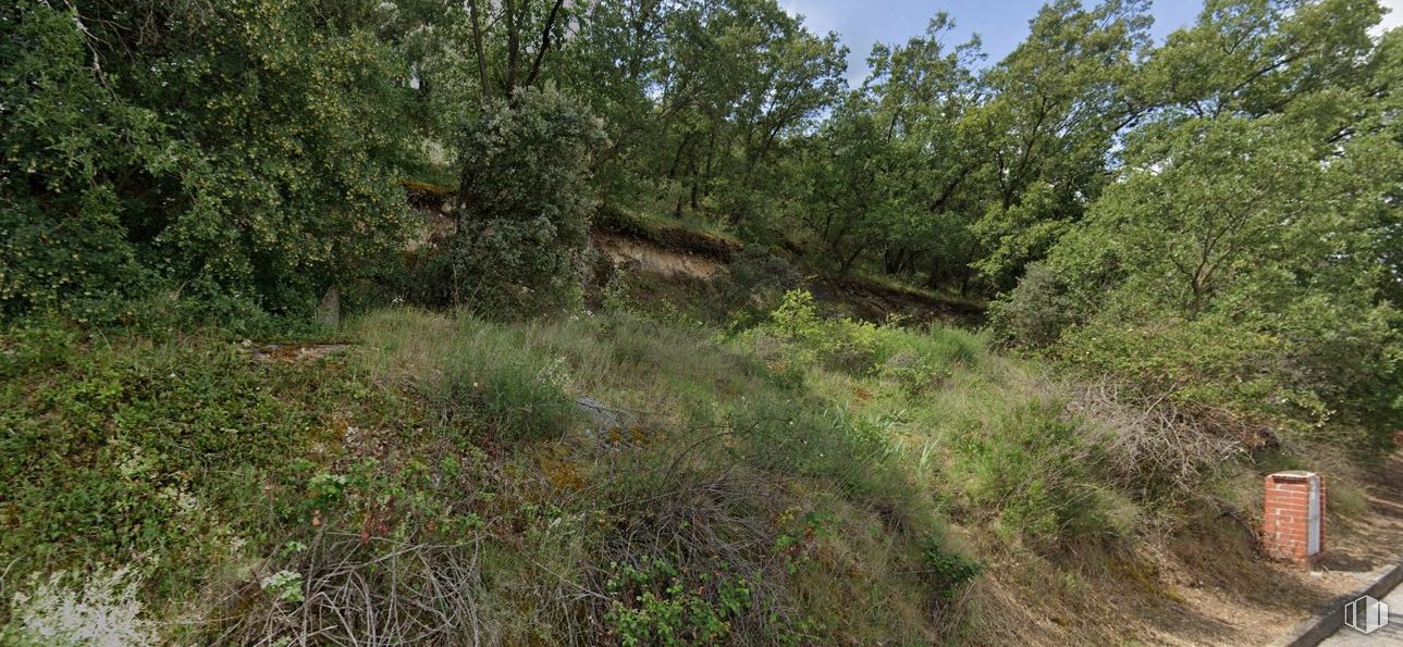 Land for sale at Calle Peña del Agua, 93, Guadalix de la Sierra, Madrid, 28794 with animal, plant, natural landscape, tree, groundcover, shrub, twig, meadow, grassland and grass around