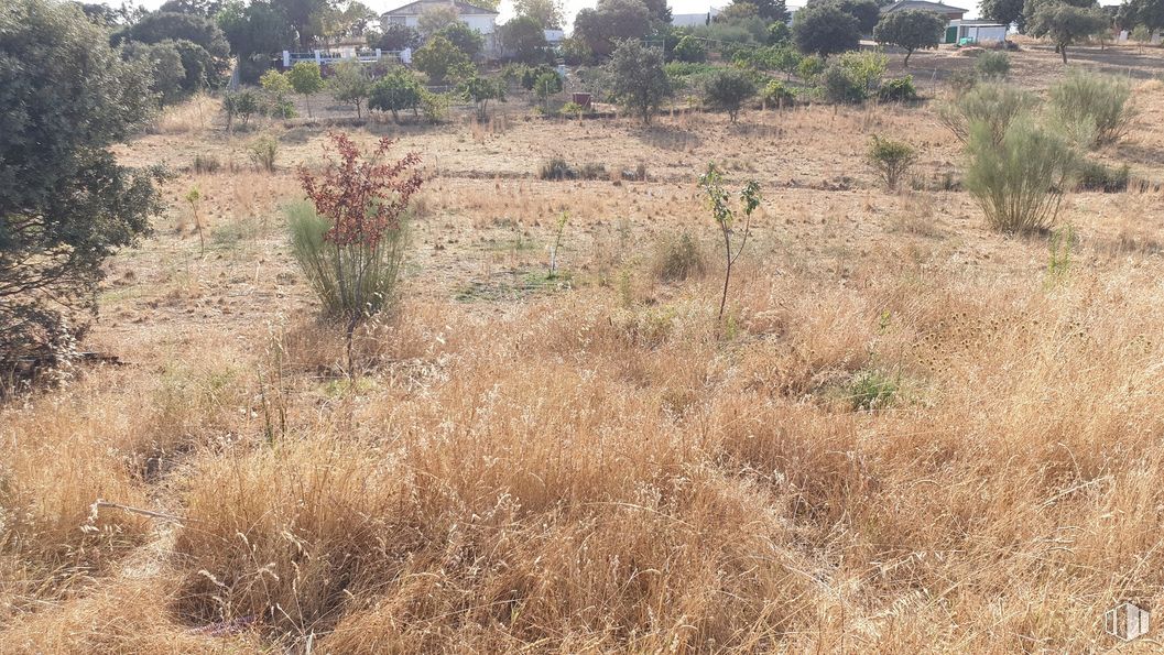 Land for sale at Zona Escalona, Escalona, Toledo, 45910 with plant, natural environment, tree, natural landscape, grassland, grass, shrub, landscape, meadow and prairie around