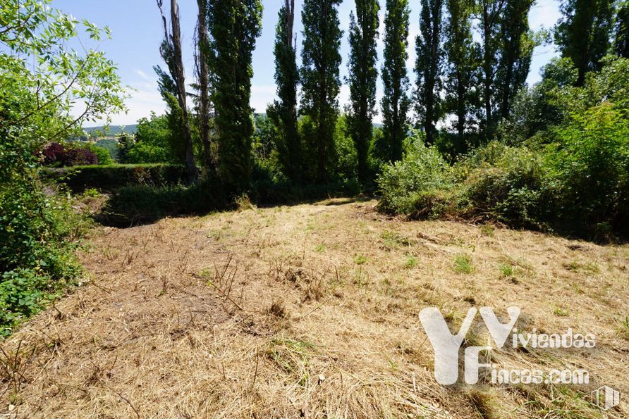 Land for sale at Calle Bajada Escorial, 1, Riaza, Segovia, 40500 with plant, sky, natural landscape, tree, land lot, terrestrial plant, wood, trunk, grass and groundcover around