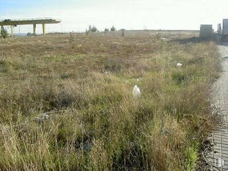 Land for sale at Avenida Industria, Yunquera de Henares, Guadalajara, 19210 with animal, sky, plant community, plant, land lot, natural landscape, cloud, plain, grassland and grass around