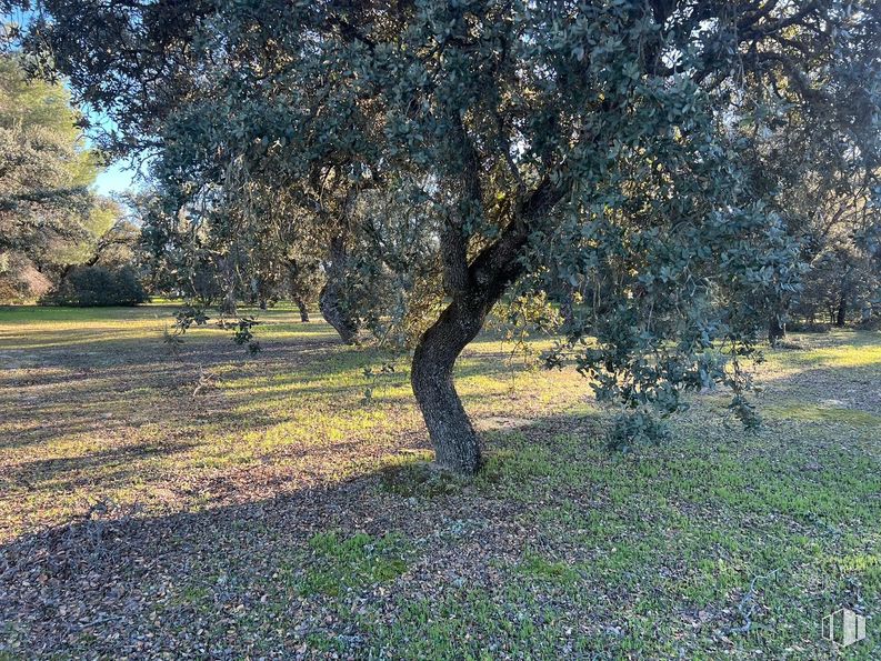 Suelo en venta en Calle Valleja, 17, Moralzarzal, Madrid, 28411 con planta, paisaje natural, rama, personas en la naturaleza, sombra, árbol, ramita, maletero, madera y paisaje alrededor