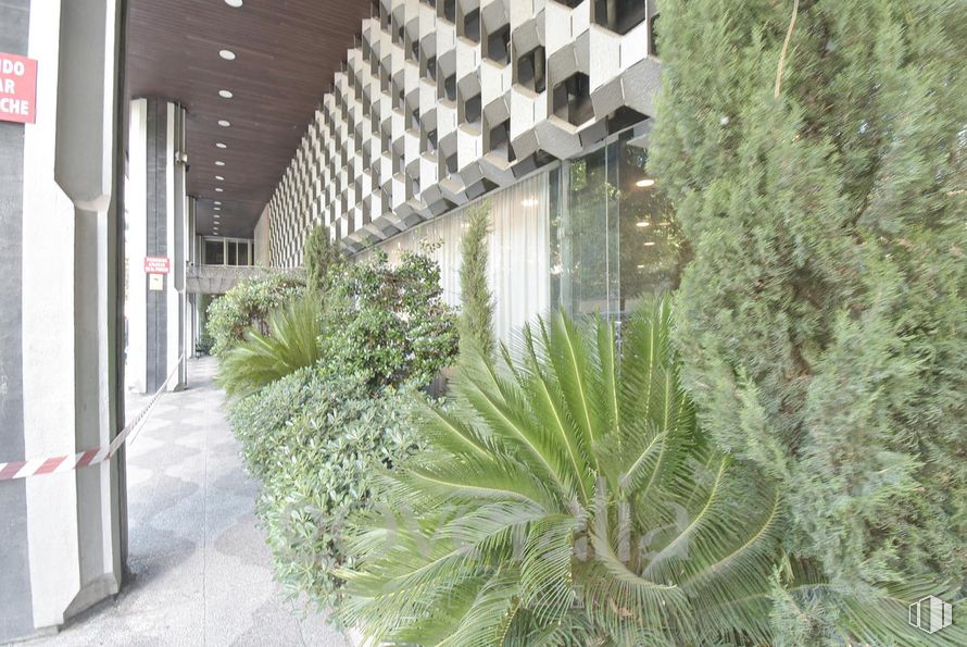 Office for rent at Calle Marqués de la Ensenada, Centro, Madrid, 28004 with plant, property, building, terrestrial plant, urban design, evergreen, tree, shrub, groundcover and landscape around