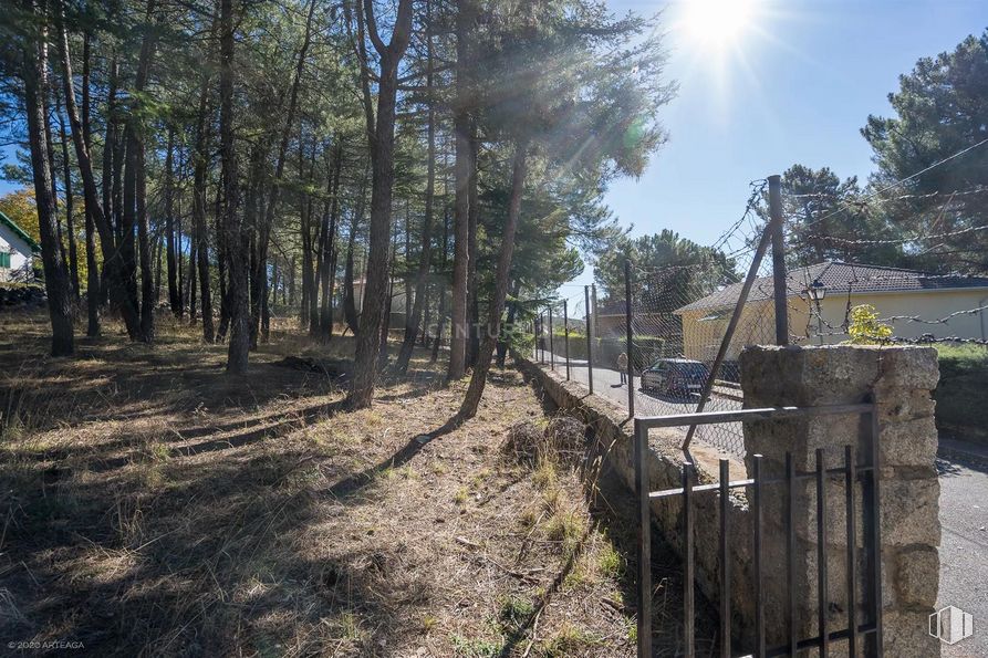 Land for sale at Calle Pino, Las Navas del Marqués, Ávila, 05239 with plant, sky, tree, branch, wood, road surface, street light, fence, trunk and landscape around