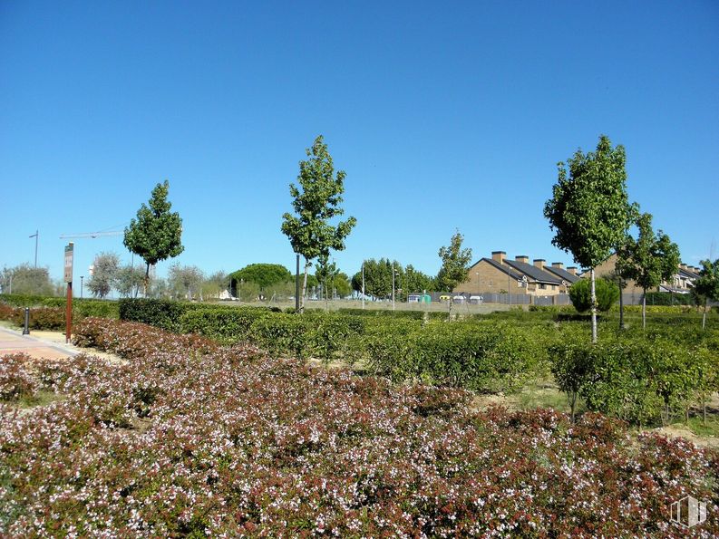 Suelo en alquiler en El Encinar, Boadilla del Monte, Madrid, 28660 con casa, cielo, planta, comunidad de plantas, flor, árbol, paisaje natural, vegetación, lote de tierra y hierba alrededor