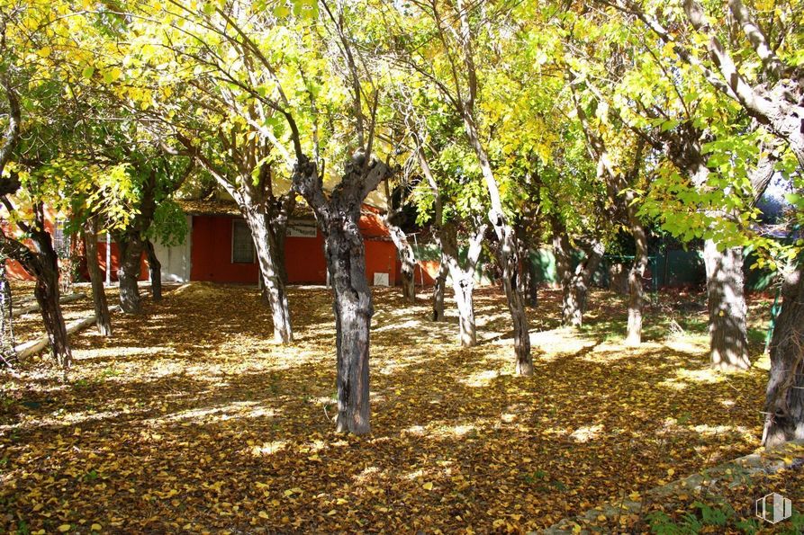 Suelo en venta en Carretera Ajalvir - Vicálvaro, Paracuellos de Jarama, Madrid, 28860 con animal, personas en la naturaleza, hoja, rama, planta, paisaje natural, gesto, vegetación, árbol y sombra alrededor