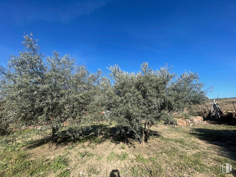 Land for sale at Camino de la Torre, Santa Cruz del Retamar, Toledo, 45513 with sky, plant community, plant, natural landscape, vegetation, grass, twig, shrub, landscape and tints and shades around