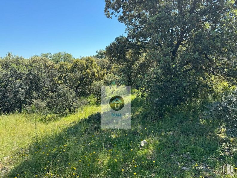 Land for sale at Calle Acacias, San Román de los Montes, Toledo, 45646 with plant, sky, natural landscape, tree, shrub, grass, landscape, grassland, forest and groundcover around