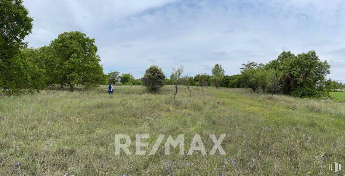 Land for sale at Camino Matadero, Cifuentes, Guadalajara, 19420 with sky, cloud, plant, tree, natural landscape, grass, grassland, landscape, meadow and road around