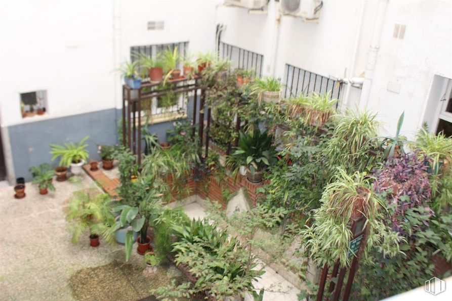 Local en venta en Calle Paz, Centro, Madrid, 28012 con planta de interior, plantas, maceta, arbusto, jardín, patio, patio, balcón, hierba y jardinería alrededor