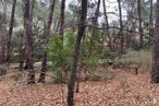 Land for sale at Rosario Muro, 4, El Escorial, Madrid, 28200 with plant, tree, natural landscape, land lot, terrestrial plant, trunk, twig, wood, landscape and grass around