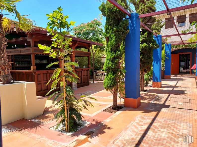 Retail for sale & for rent at Ronda Escuelas, Orgaz, Toledo, 45450 with houseplant, property, plant, sky, botany, shade, vegetation, arecales, urban design and woody plant around