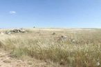 Land for sale at Camino Lupiana, Horche, Guadalajara, 19140 with animal, sky, plant, natural landscape, grassland, grass, landscape, cloud, terrestrial animal and prairie around