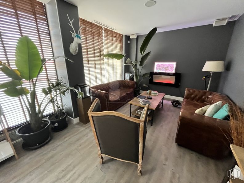 Retail for rent at Calle Campo Estrella, Fuencarral - El Pardo, Madrid, 28050 with couch, chair, houseplant, table, lighting, property, plant, furniture, flowerpot and green around