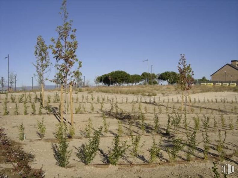 Suelo en alquiler en Zona Sector S, Boadilla del Monte, Madrid, 28660 con casa, planta, cielo, comunidad vegetal, lote de terreno, árbol, agricultura, ventana, paisaje y paisaje natural alrededor