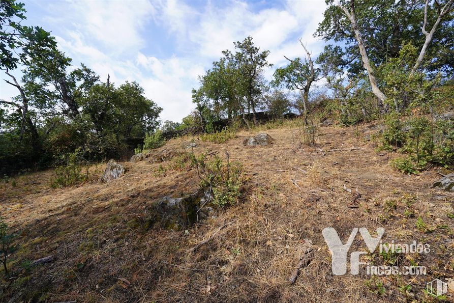 Land for sale at Polígono 9, Parcela 19, Campillo de Ranas, Guadalajara, 19223 with animal, sky, cloud, plant, plant community, natural landscape, tree, slope, grass and shrub around