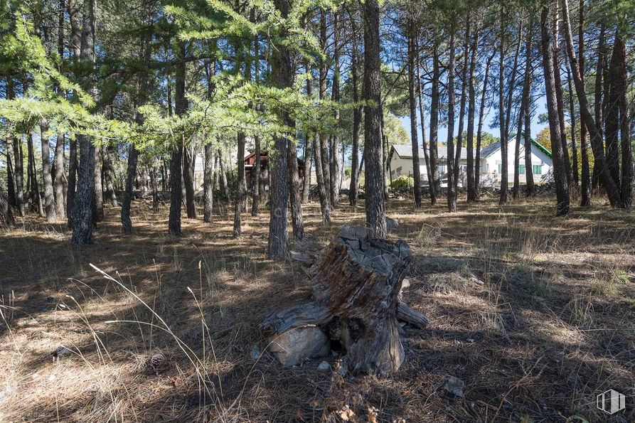 Land for sale at Calle Pino, Las Navas del Marqués, Ávila, 05239 with plant, tree, natural landscape, wood, trunk, terrestrial plant, landscape, grass, deciduous and sky around