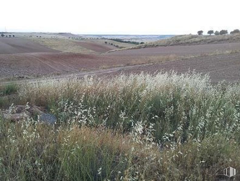 Suelo en venta en Camino Guzmana, Tórtola de Henares, Guadalajara, 19198 con animal, planta, paisaje natural, cielo, pendiente, pradera, llano, hierba, paisaje y prado alrededor