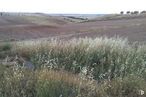 Land for sale at Camino Guzmana, Tórtola de Henares, Guadalajara, 19198 with animal, plant, natural landscape, sky, slope, grassland, plain, grass, landscape and meadow around