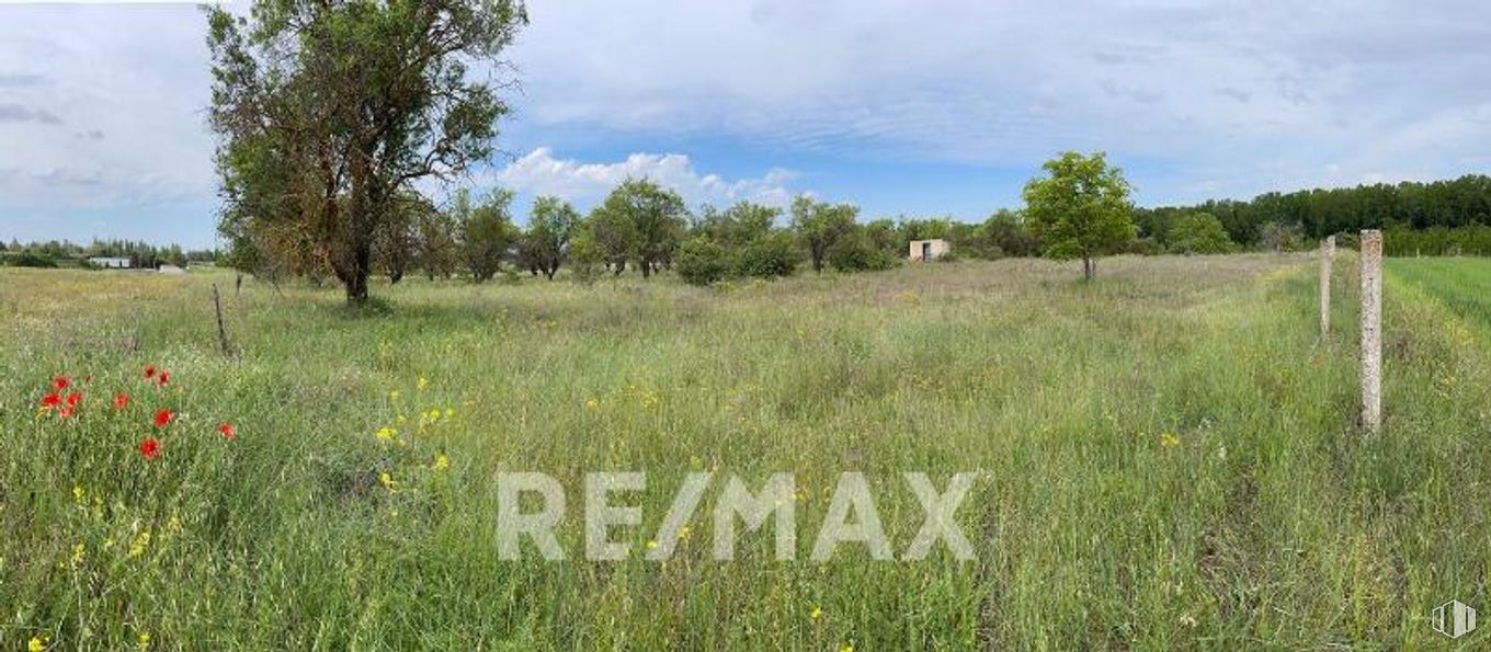 Land for sale at Camino Matadero, Cifuentes, Guadalajara, 19420 with plant, sky, cloud, tree, flower, natural landscape, shrub, groundcover, terrestrial plant and landscape around