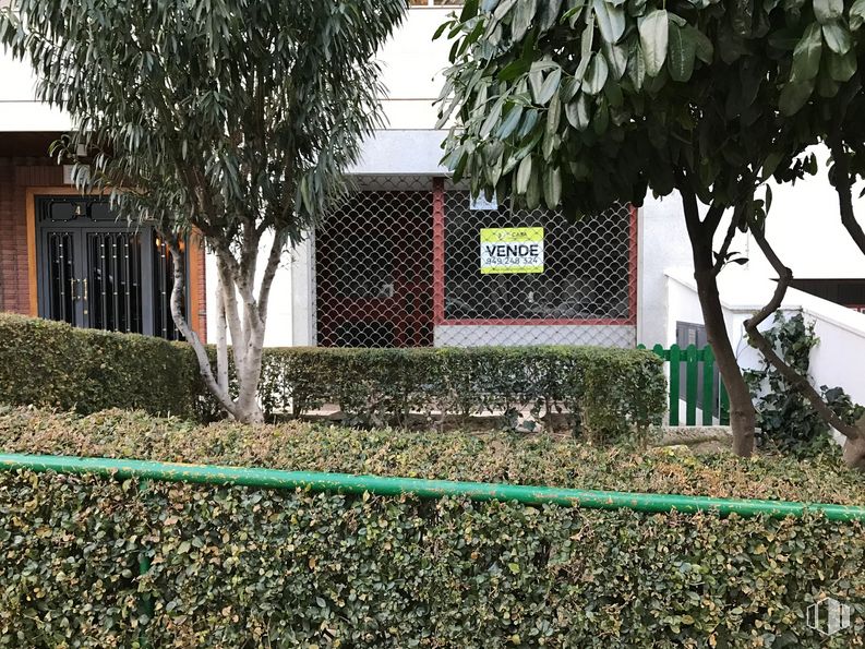 Retail for sale & for rent at Calle Rufino Blanco, 4, Guadalajara, 19003 with plant, leaf, tree, branch, vegetation, land lot, grass, building, residential area and home fencing around