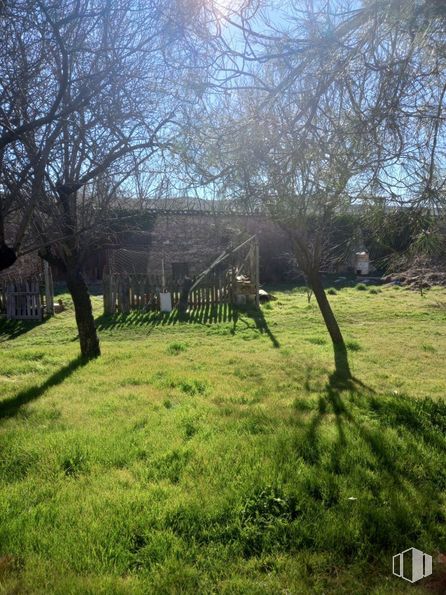 Land for sale at Carretera Arévalo, Segovia, 40000 with animal, plant, sky, natural landscape, branch, tree, shade, wood, twig and grass around