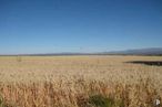 Land for sale at Calle Pedriza, Algete, Madrid, 28110 with sky, plant, natural landscape, tree, plain, landscape, horizon, agriculture, grassland and grass around