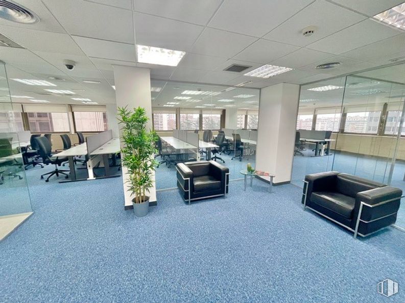 Oficina en alquiler en Edificio Cuzco III, Paseo Castellana, 135, Tetuán, Madrid, 28046 con sofá, planta de interior, silla, planta, mueble, interiorismo, edificio, suelos, suelo y hall alrededor