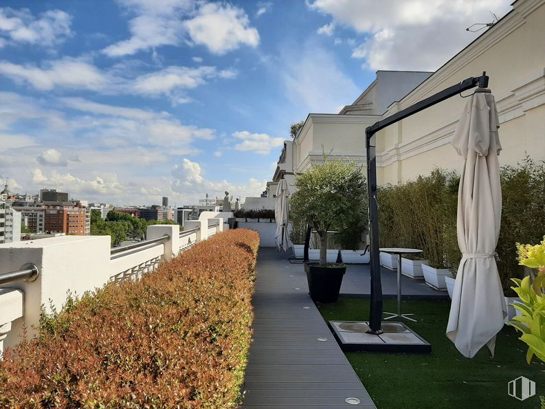 Oficina en alquiler en Paseo Castellana, 55, Chamberí, Madrid, 28046 con maceta, planta de interior, mesa, nube, cielo, planta, día, edificio, sombra y diseño urbano alrededor