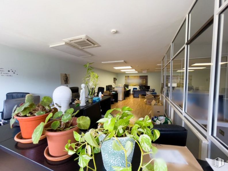 Industrial for sale & for rent at Calle York, Las Rozas de Madrid, Madrid, 28230 with houseplant, flowerpot, plant, table, interior design, building, chair, floor, real estate and terrestrial plant around