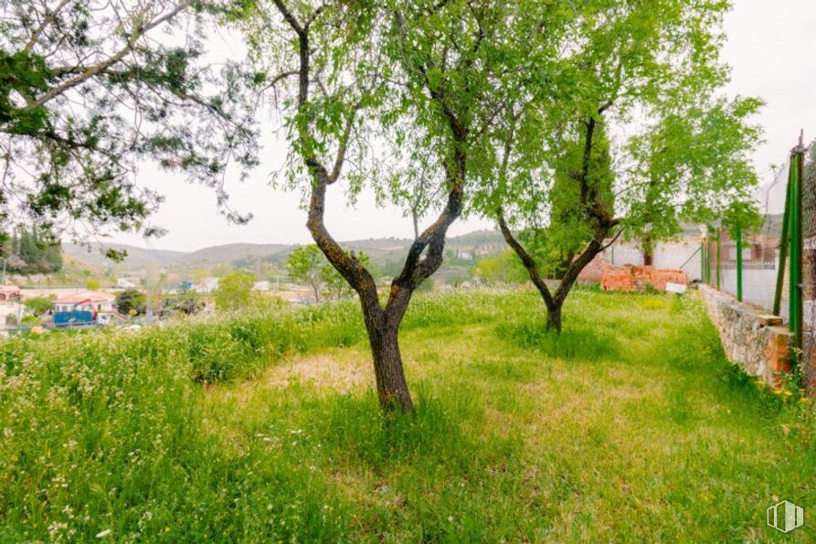 Land for sale at Calle San Roque, Valverde de Alcalá, Madrid, 28812 with plant, plant community, sky, tree, natural landscape, vegetation, land lot, grass, biome and grassland around