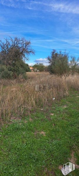 Land for sale at Camino Pajarillas, Móstoles, Madrid, 28935 with vegetation, grassland, ecoregion, plain, plant community, land lot, grasses, prairie, shrubland and savanna around