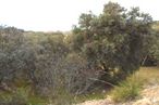 Land for sale at Zona Los Cigarrales - La Bastida, Toledo, 45008 with plant, natural landscape, sky, shrub, landscape, tree, grass, terrestrial plant, wildlife and subshrub around