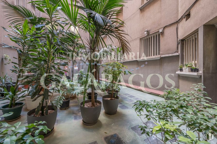 Oficina en venta en Calle Covarrubias, Chamberí, Madrid, 28010 con ventana, maceta, planta, propiedad, planta de interior, edificio, barrio, planta terrestre, inmobiliario y arecales alrededor