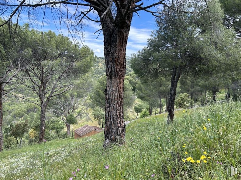 Suelo en venta en Calle Encina, Navas del Rey, Madrid, 28695 con planta, cielo, nube, árbol, flor, paisaje natural, lote de terreno, madera, cubierta vegetal y hierba alrededor